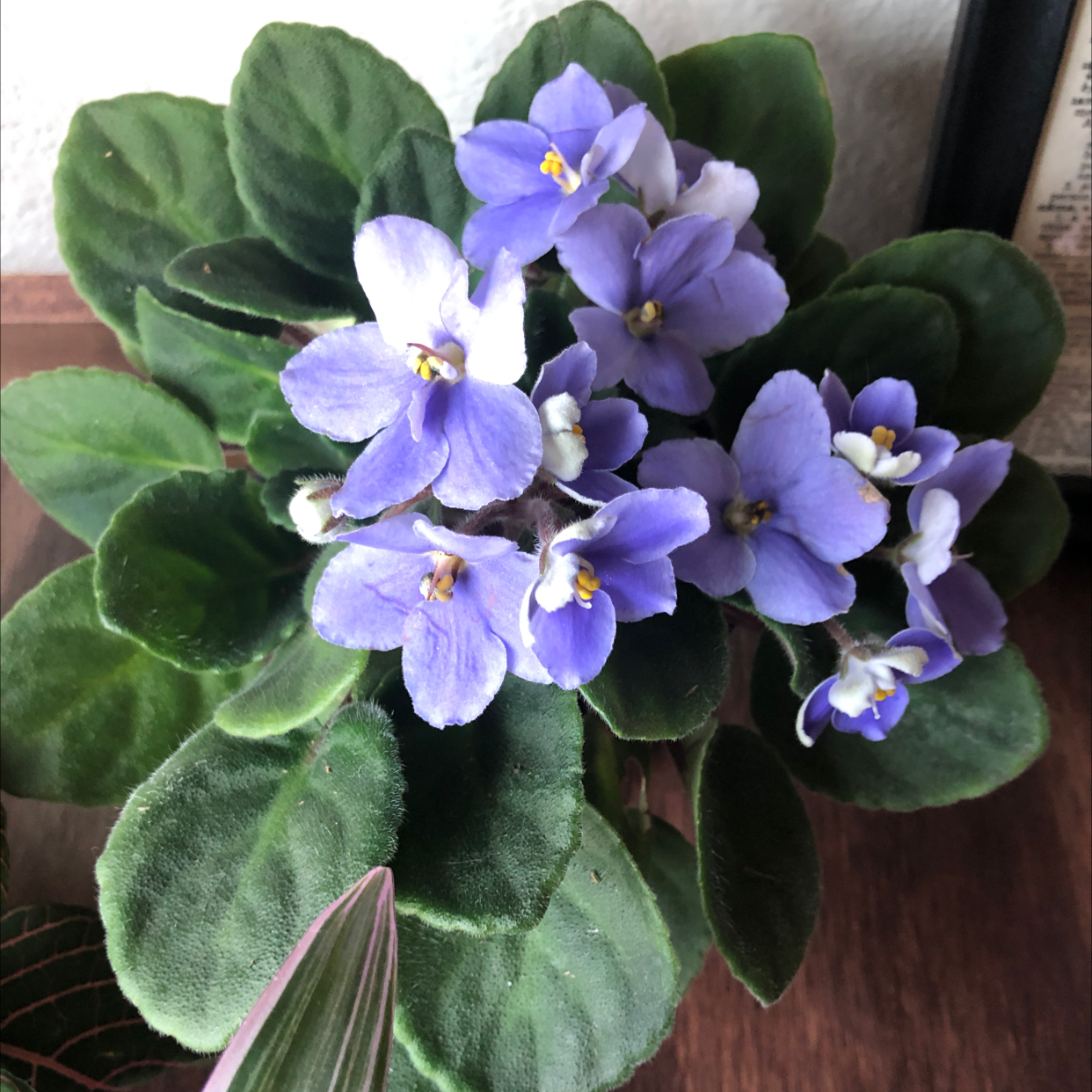African Violet plant with vibrant purple flowers and healthy green leaves.