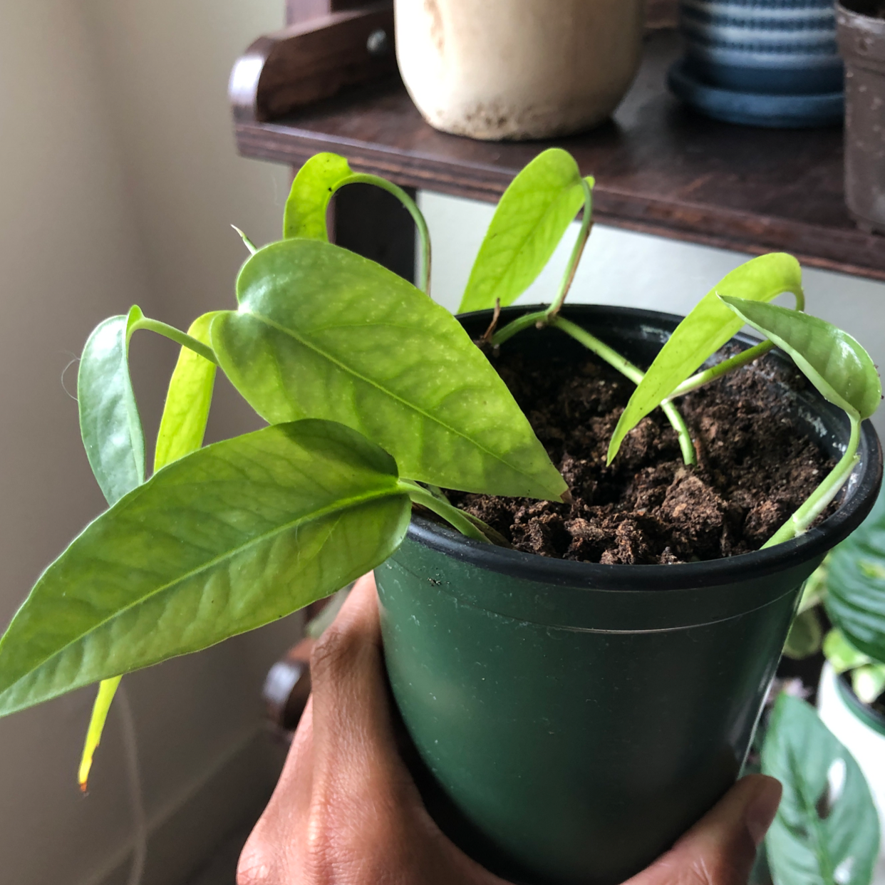 Cebu Blue Pothos plant in a green pot with healthy green leaves and visible soil.