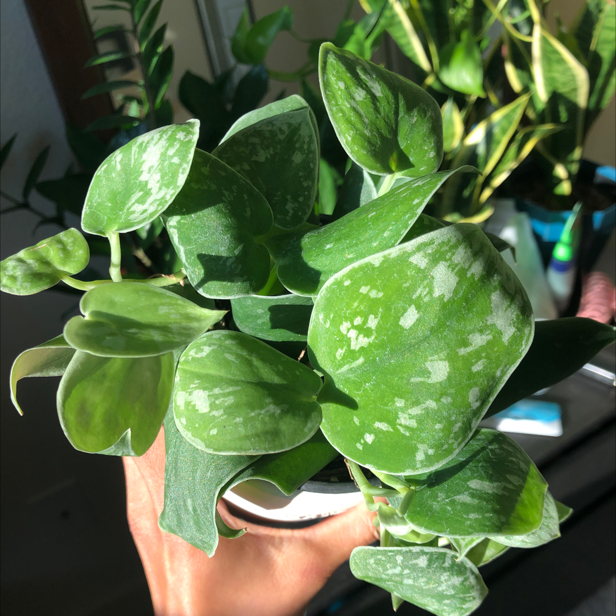 Close-up of a healthy, thriving Satin Pothos plant with silvery-mottled leaves held by a hand, showcasing its lush foliage.