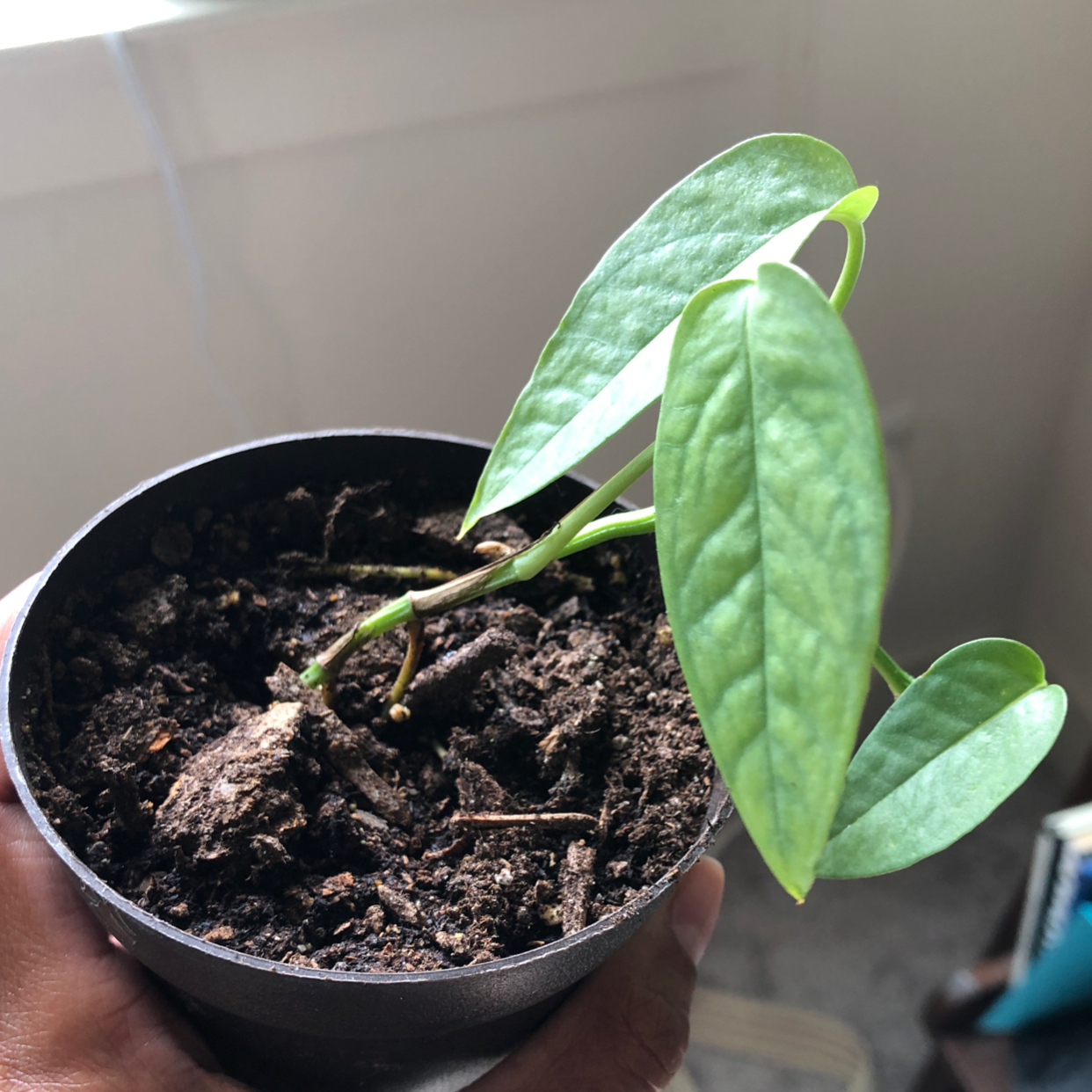 Cebu Blue Pothos plant in a pot with visible soil and healthy green leaves.