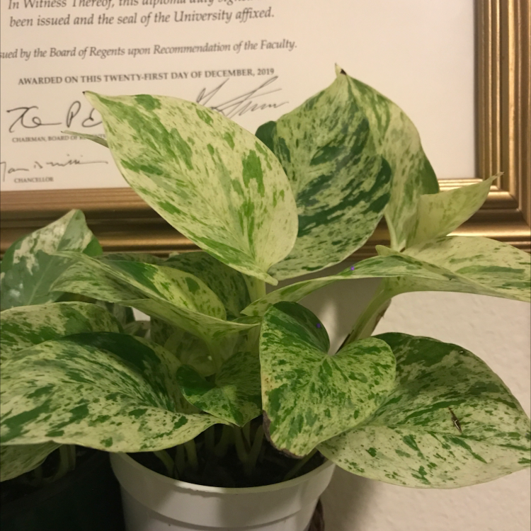 Snow Queen Pothos plant with variegated green and white leaves in a white pot.