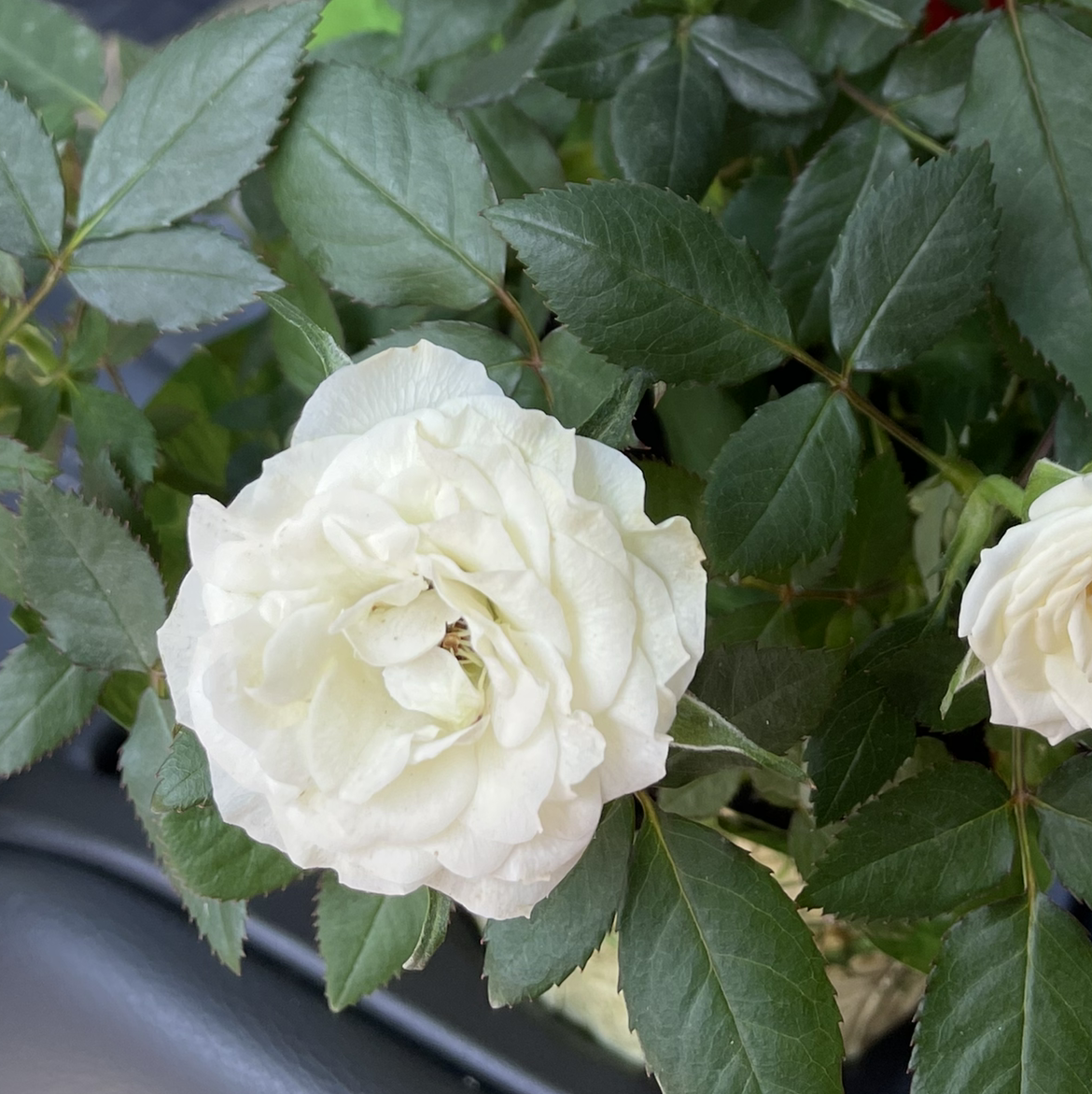 Miniature Rose plant photo by Cass named Camille on Greg, the plant care app.