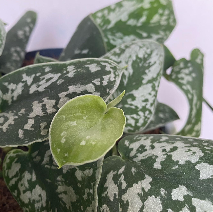 Satin Pothos plant photo by @_gracieeve_ named Silver Satin Pothos on Greg, the plant care app.
