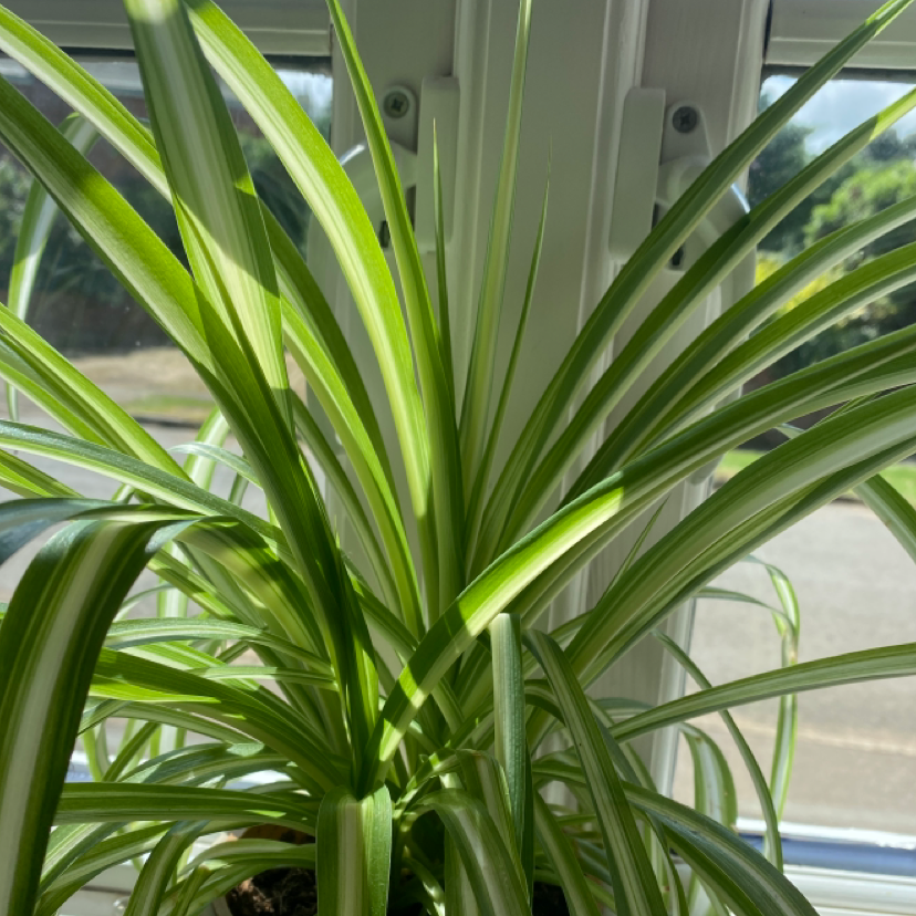 Spider Plant plant photo by @_gracieeve_ named Sid on Greg, the plant care app.
