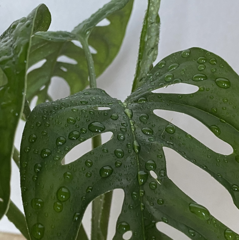 Monstera plant photo by @_gracieeve_ named Monstera Adansonii on Greg, the plant care app.