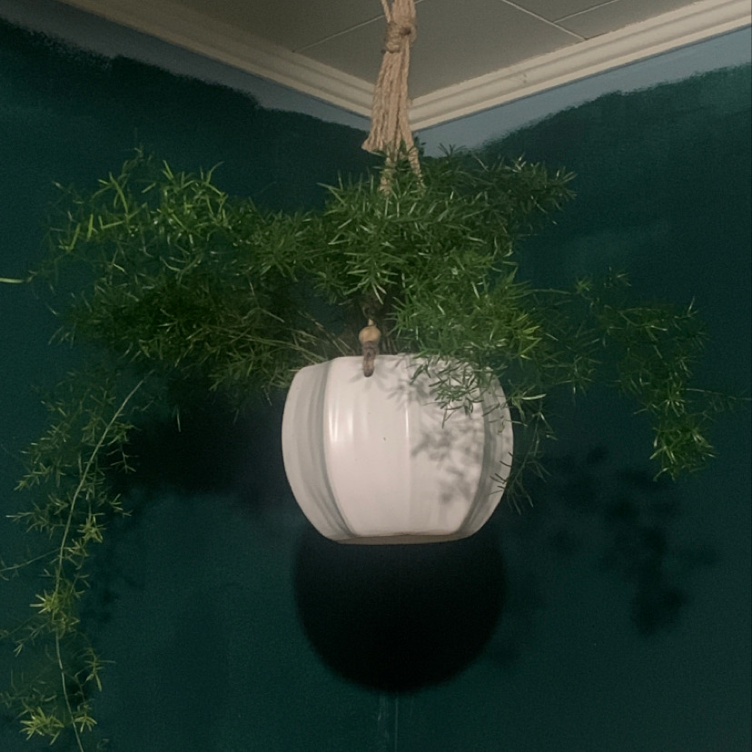 Healthy plume asparagus plant with lush green foliage hanging in a white ceramic pot, set against a dark background.
