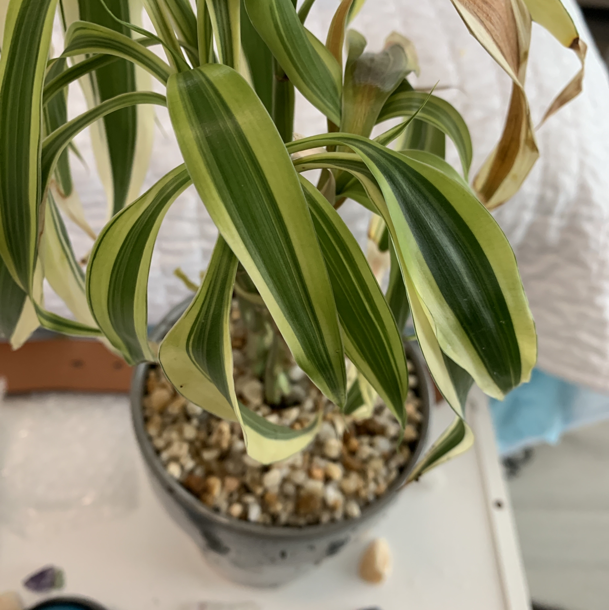 Lucky Bamboo plant photo by @AbigailsGracs named Cecillia on Greg, the plant care app.