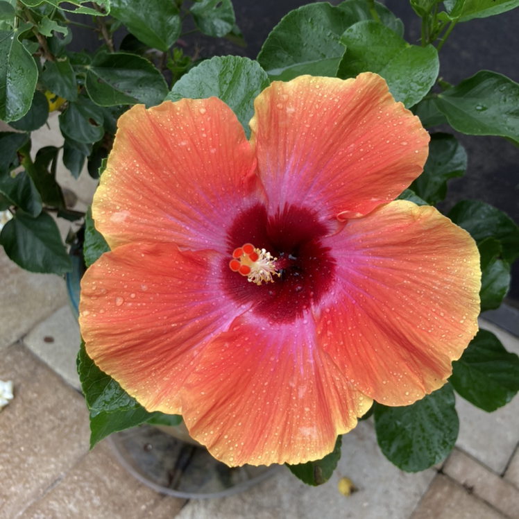 Chinese Hibiscus with a vibrant orange flower and healthy green leaves.