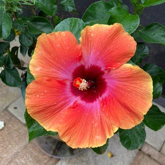 Chinese Hibiscus plant in Naples, Florida
