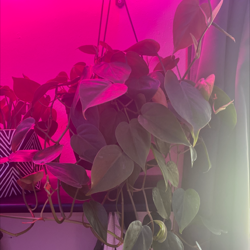 Philodendron Scandens plant photo by @kileyc named Billie on Greg, the plant care app.