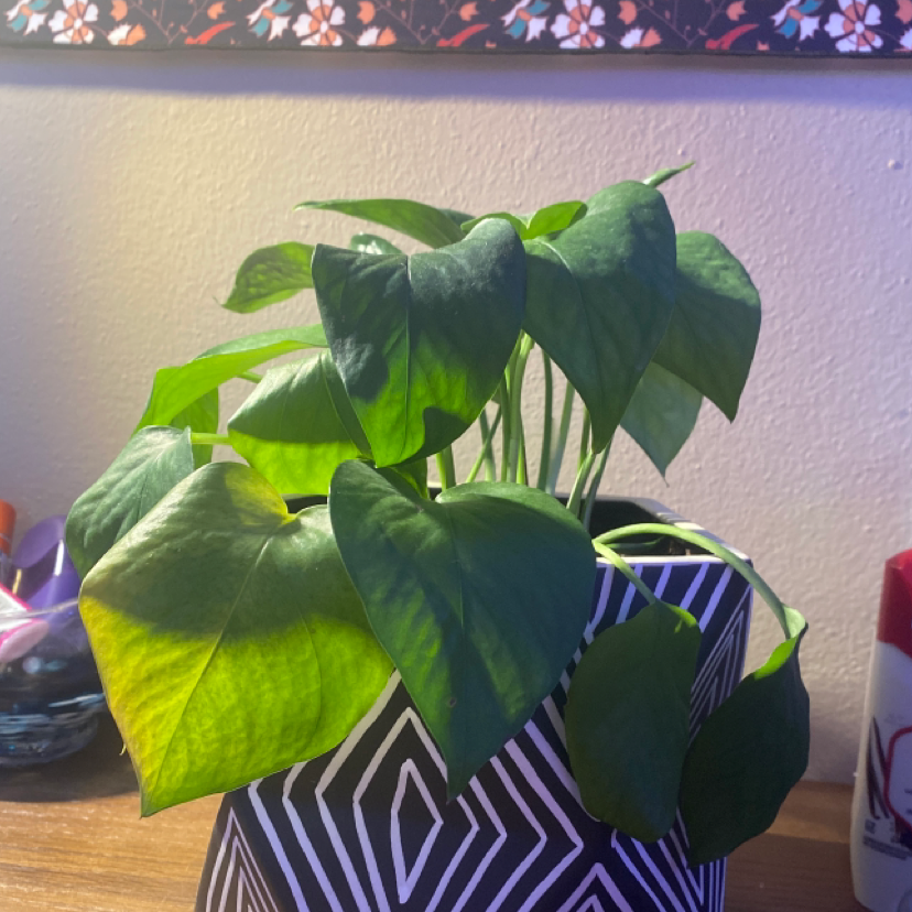 Taro Vine plant photo by @kileyc named Athena on Greg, the plant care app.