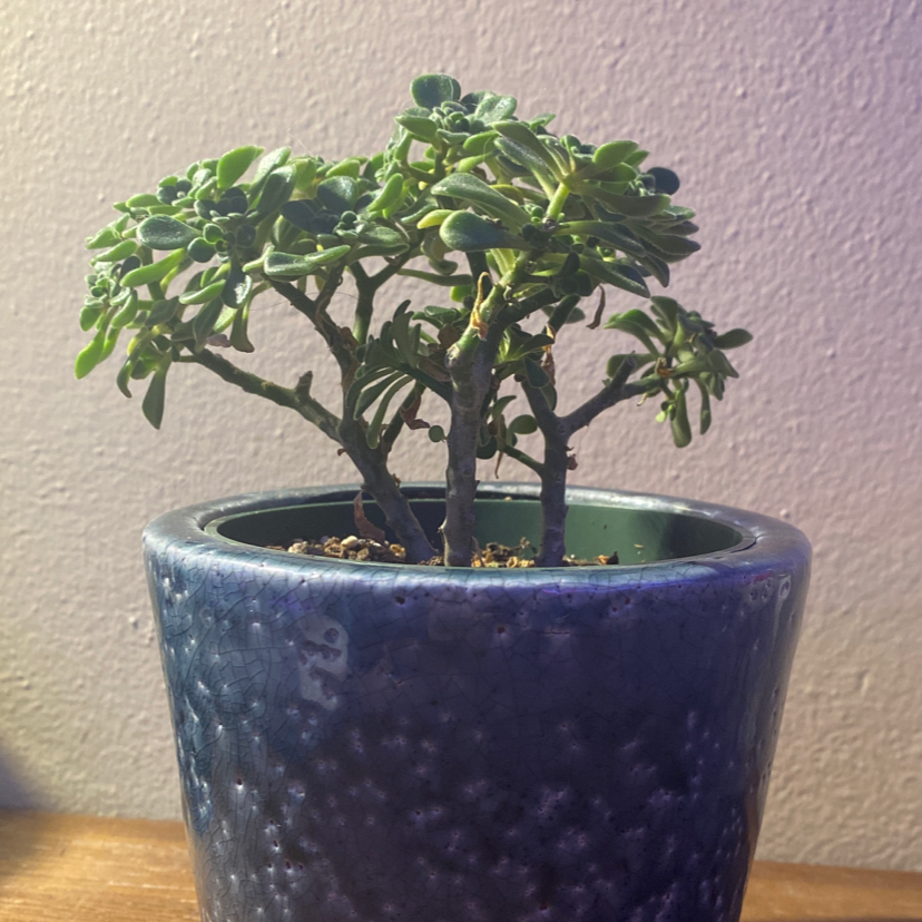 Lucky Plant plant photo by @kileyc named Ty on Greg, the plant care app.