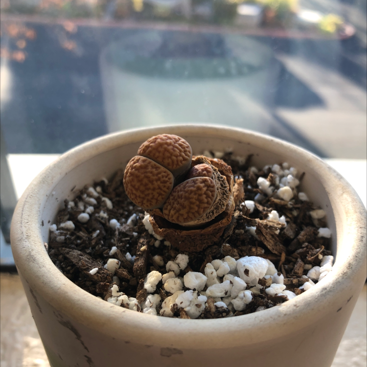 Lithops bromfieldii plant in a small pot with visible soil and perlite.