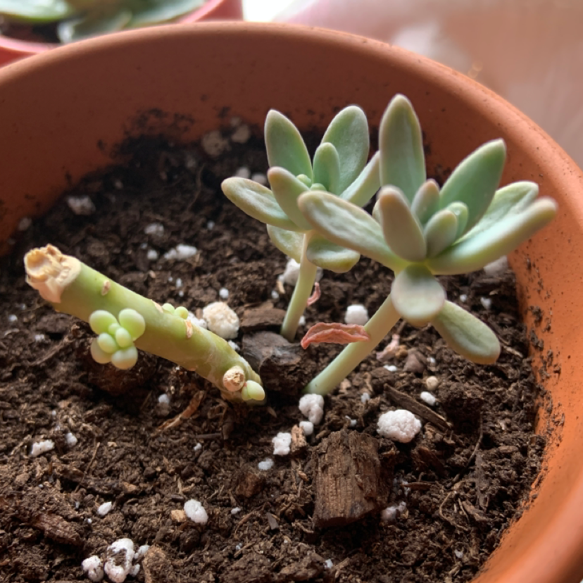 Potted Graptosedum 'Darley Sunshine' plant with visible soil, well-framed and in focus.