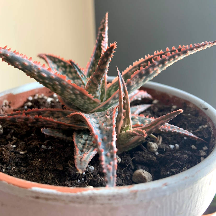 Pink Blush Aloe plant in a white pot with visible soil, well-framed and in focus.