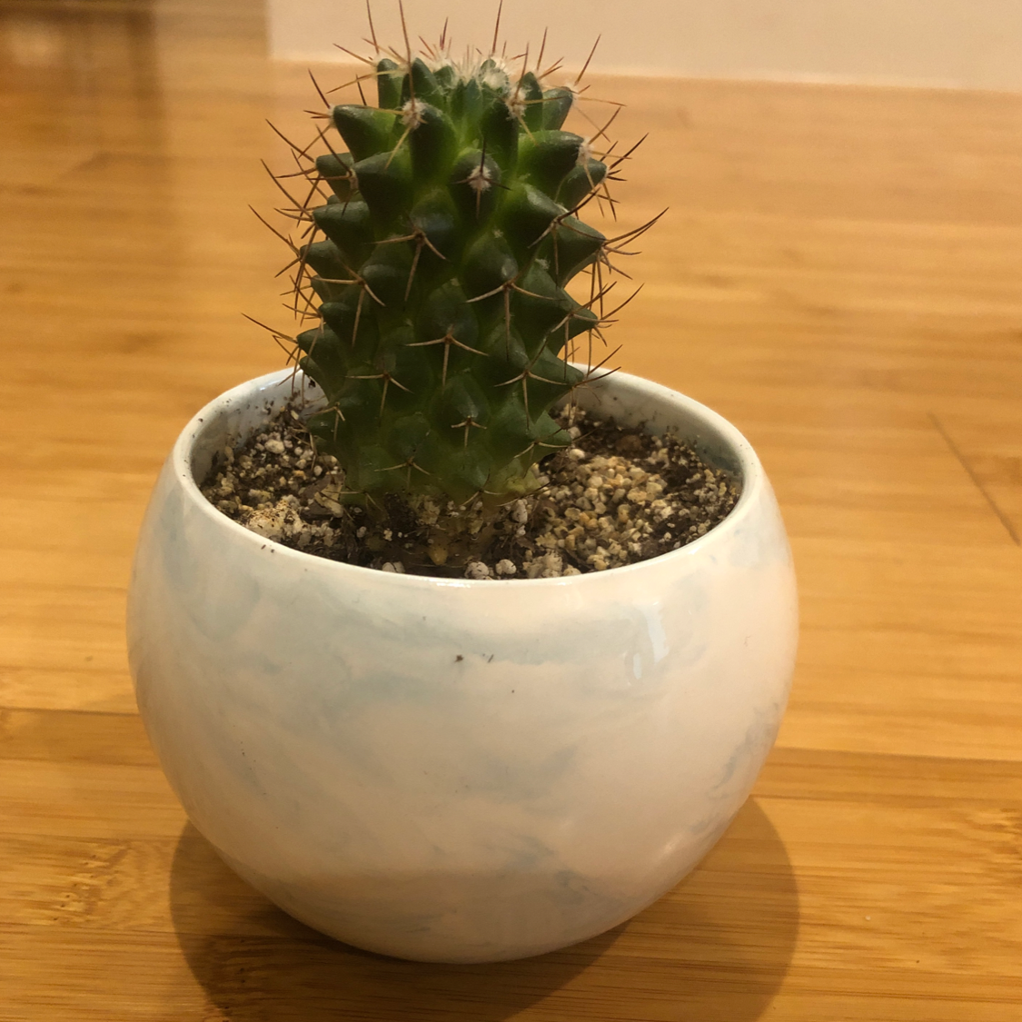 Mother of Hundreds plant photo by @spicyadelaide named Khaleesi on Greg, the plant care app.