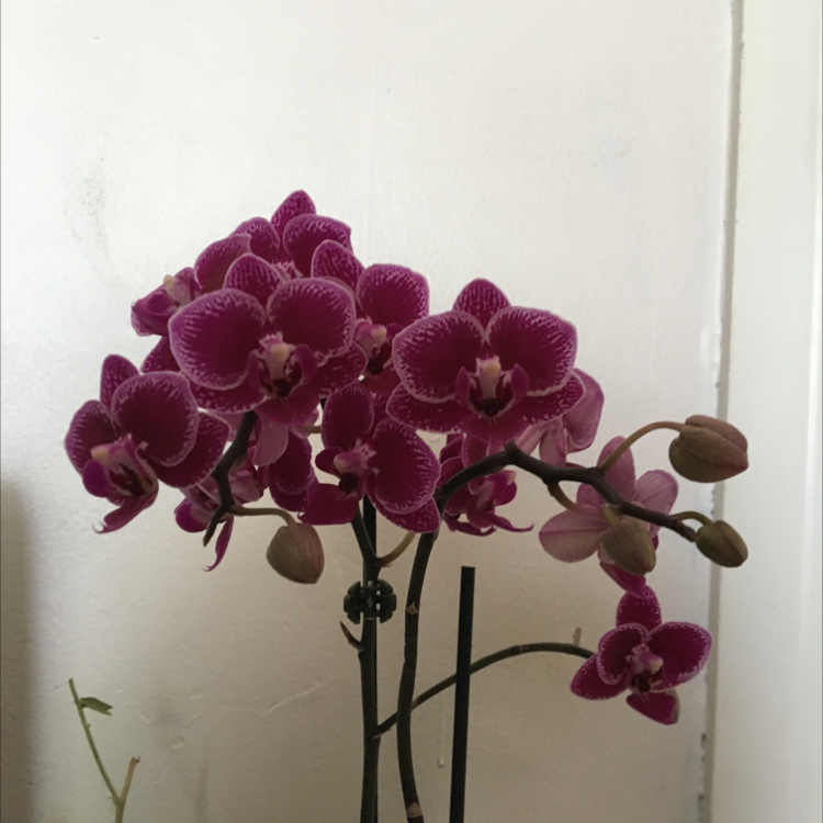 Photo of the plant species Doritis pulcherrima by Jamaine named Lavin on Greg, the plant care app