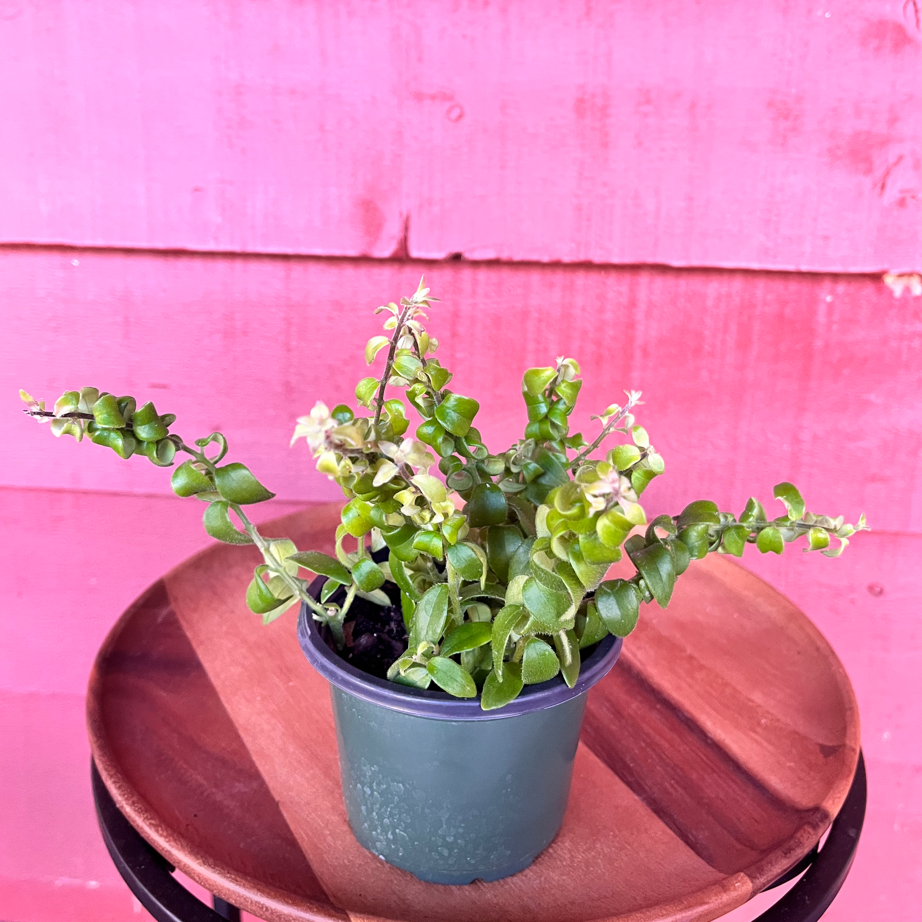 Twisted Lipstick Plant in a small pot with green leaves and some flowers.