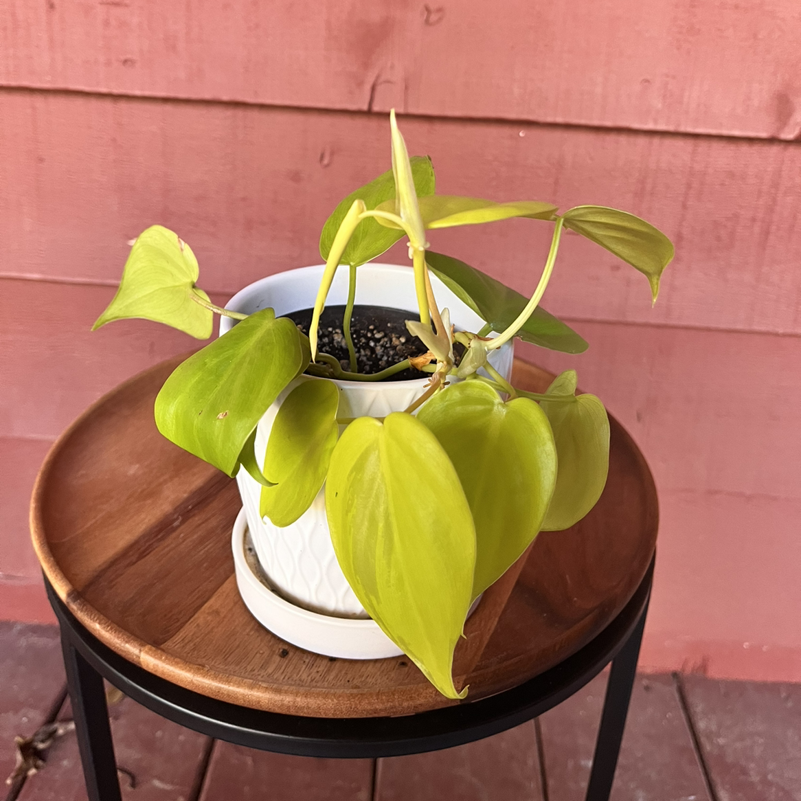 Photo of the plant species Philodendron Lemon Lime by @bexplants named Sprite on Greg, the plant care app