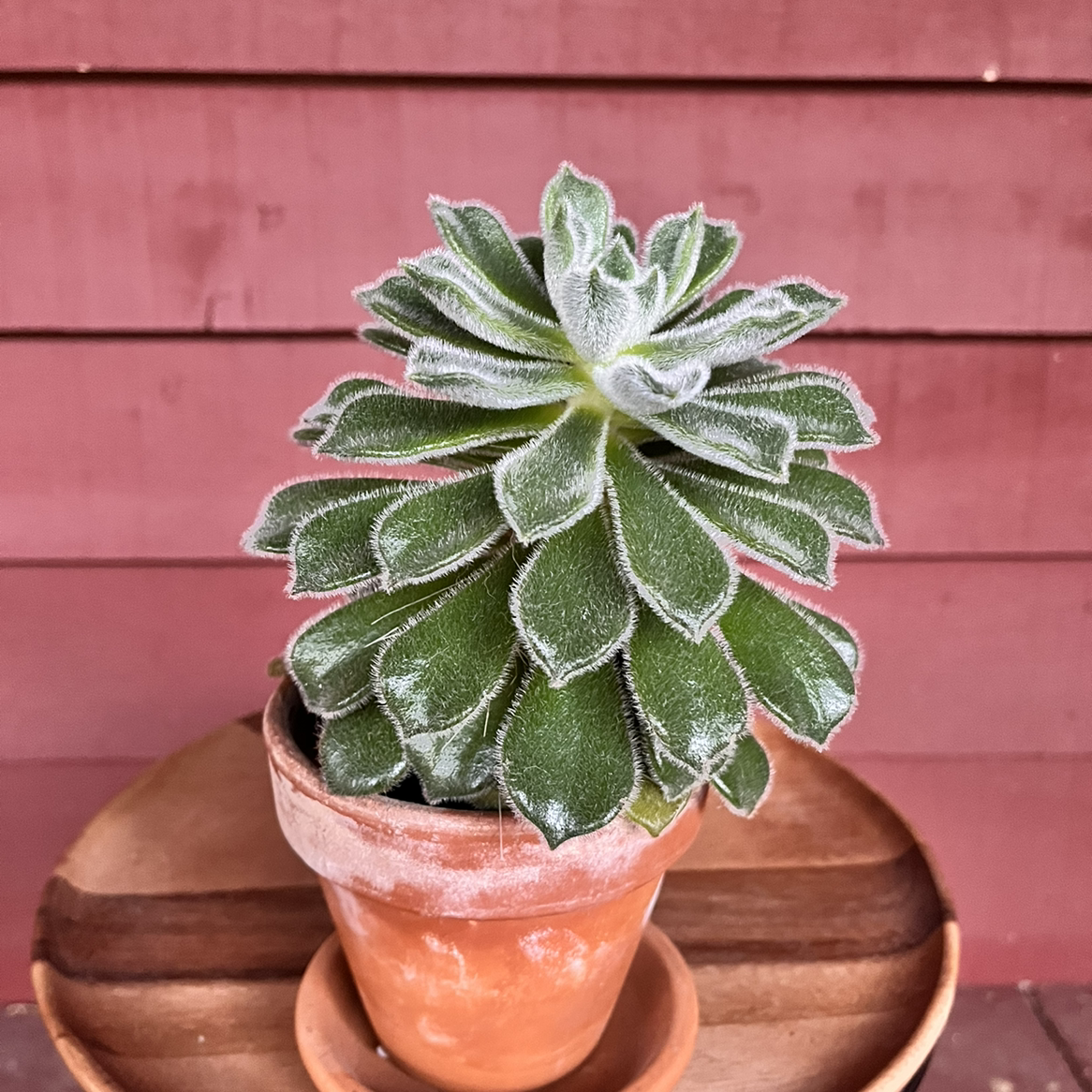 Woolly Rose plant in a terracotta pot with healthy green leaves covered in fine white hairs.