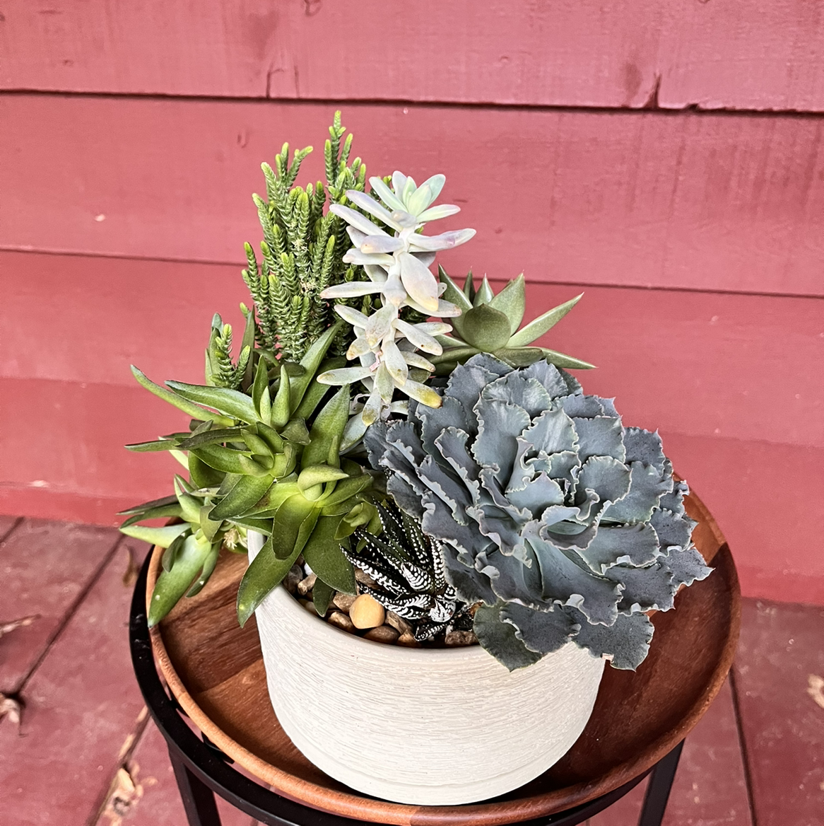 Succulent Medley