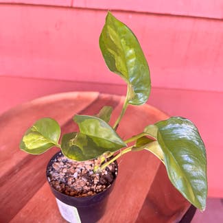Global Green Pothos plant in Somewhere on Earth