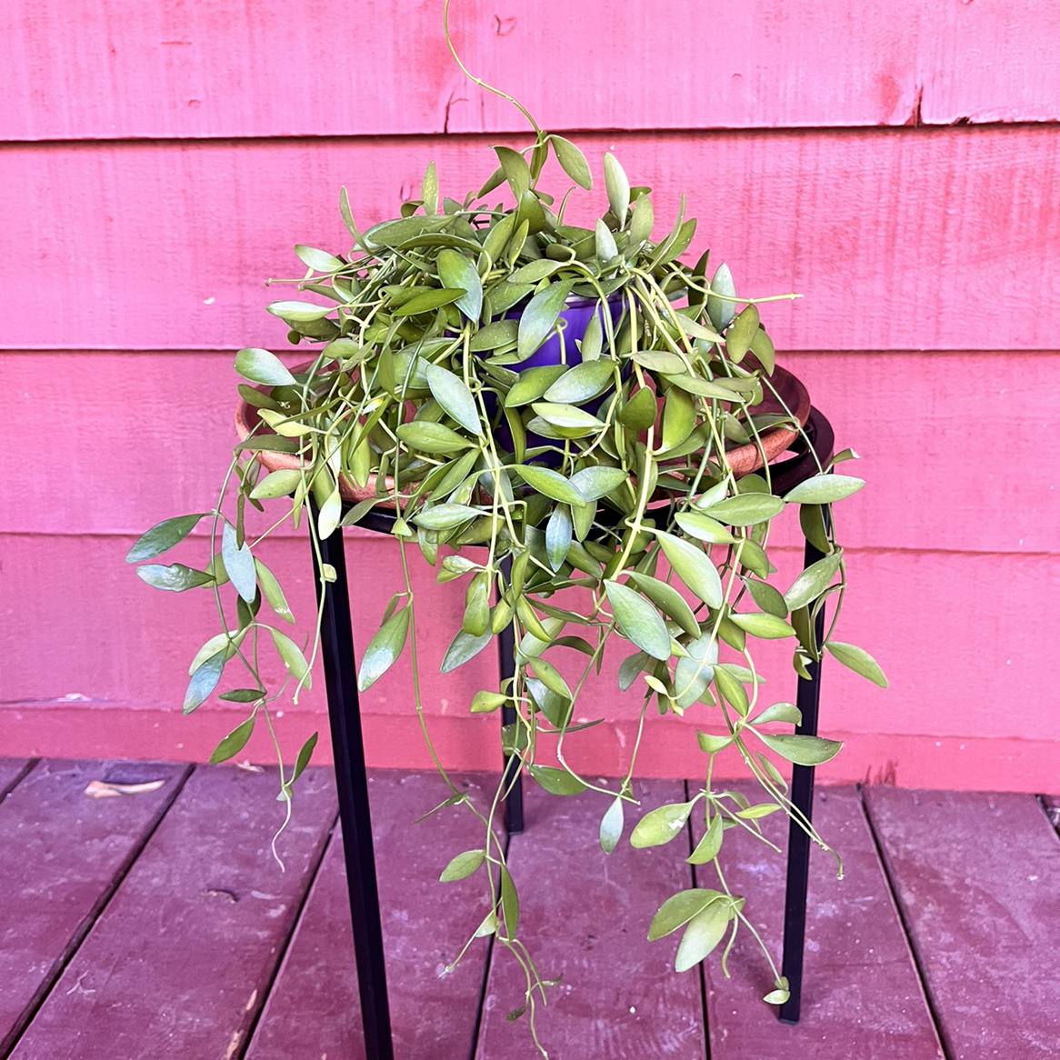 Healthy Dischidia oinatha plant on a stand against a red wooden background.