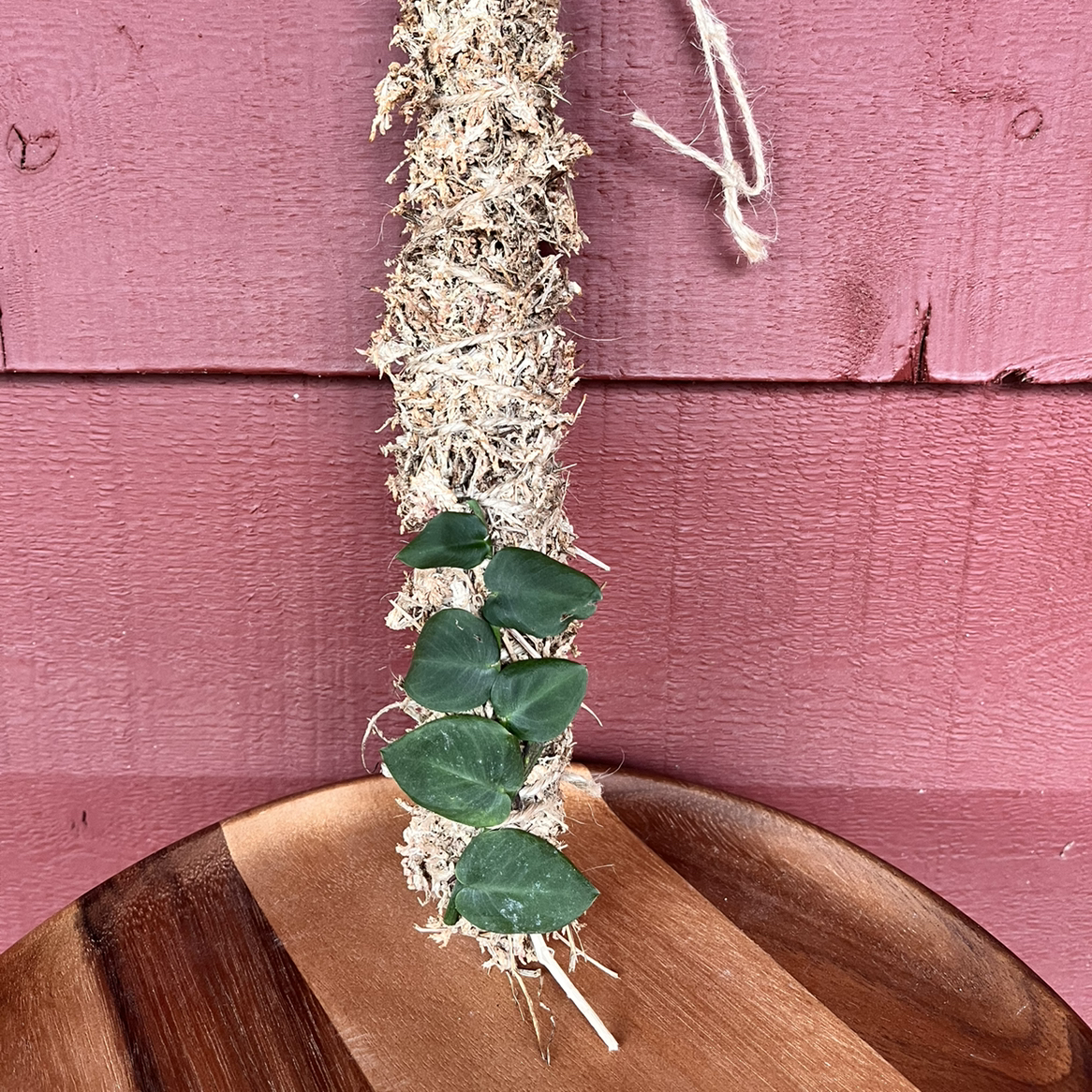 Rhaphidophora hayi plant climbing a moss pole with healthy green leaves.