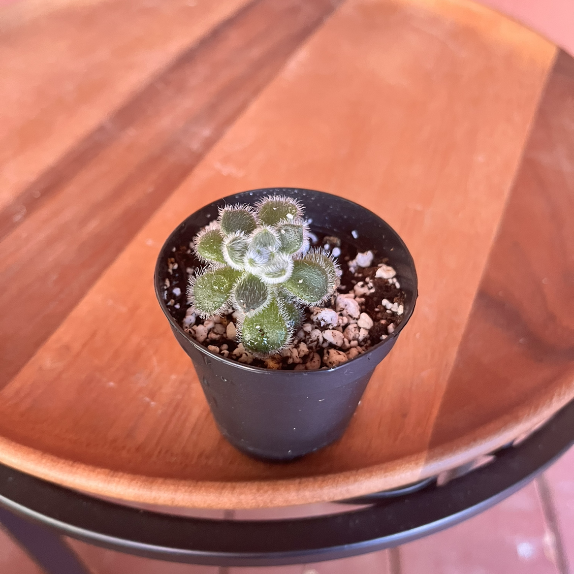 Small potted Woolly Rose plant on a wooden surface, healthy and well-framed.