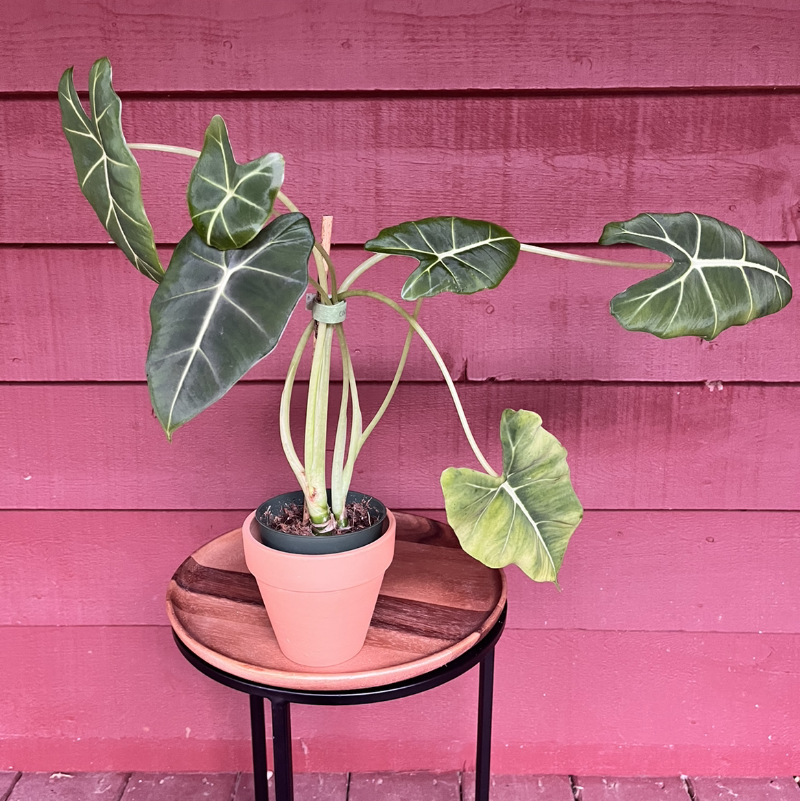 Green Velvet Alocasia plant in a pot on a small table against a red wooden wall.