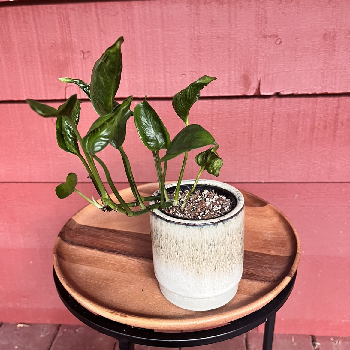 Pothos 'Shangri La' plant in a small pot on a wooden tray, healthy green leaves.