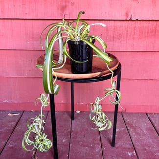 Curly Spider Plant plant in Somewhere on Earth