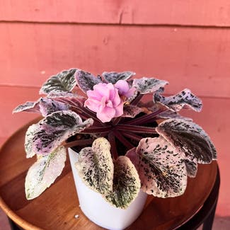 Variegated African Violet plant in Somewhere on Earth