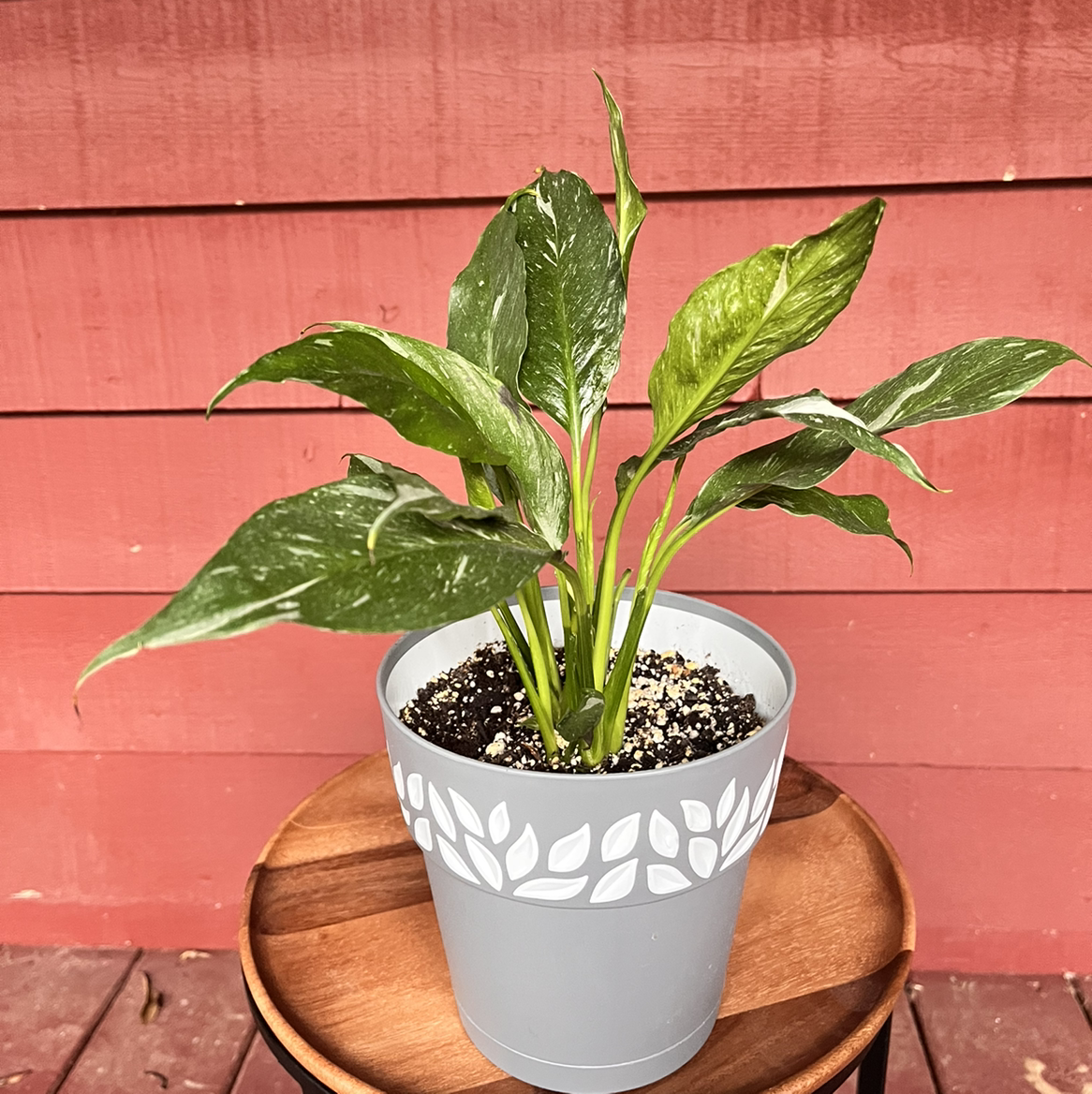 Best Potting Soil Mix for Domino Peace Lily