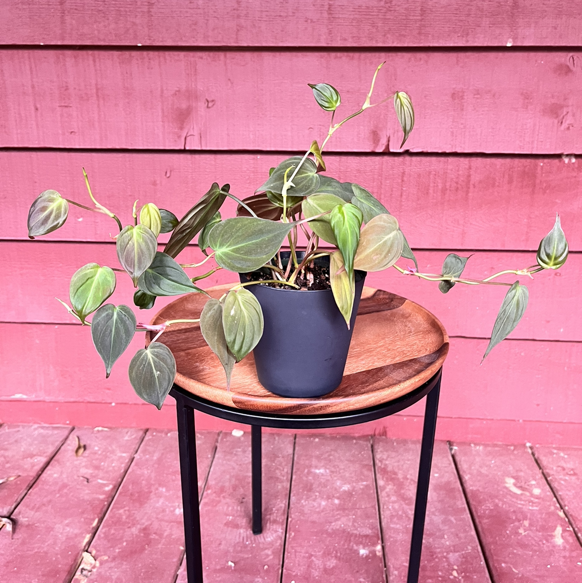 Philodendron Micans plant photo by @bexplants named Eliza on Greg, the plant care app.