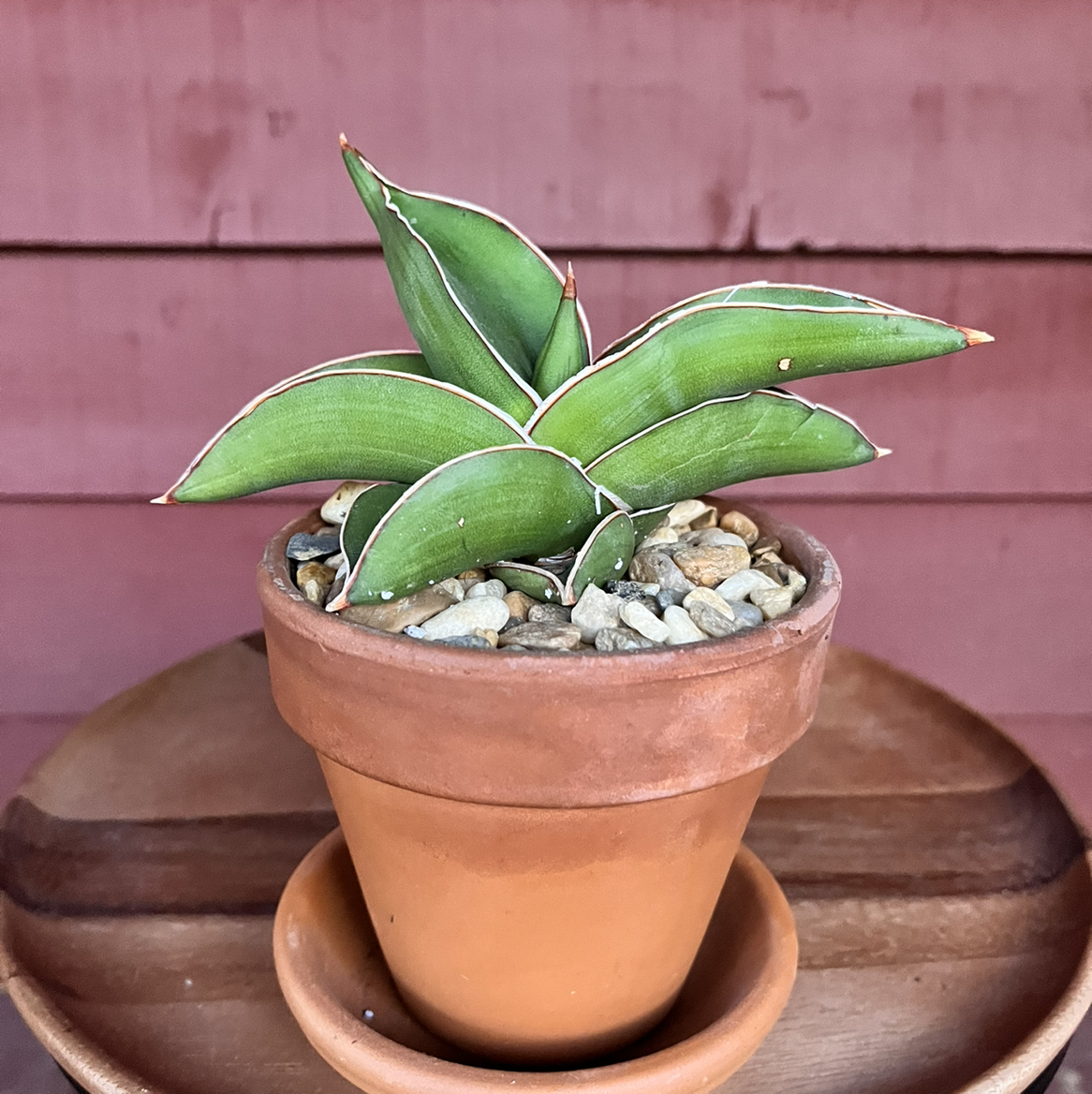 Samurai Dwarf Snake Plant in a terracotta pot with pebbles on the soil surface.