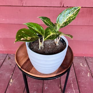 Aglaonema 'Sparkling Sarah' plant in Somewhere on Earth