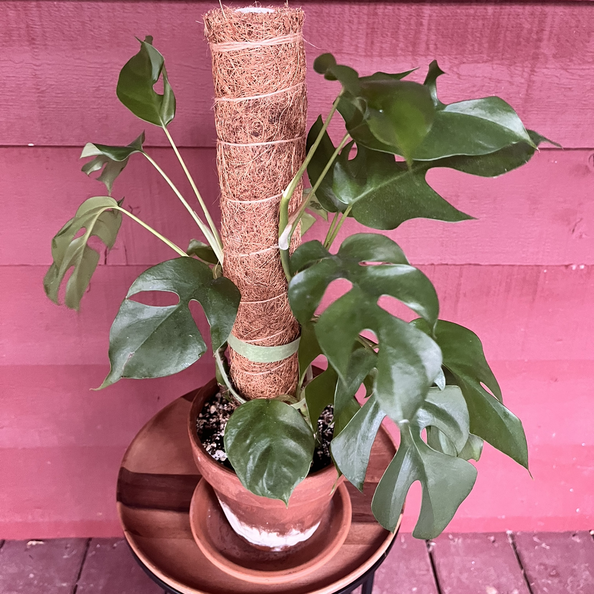 Mini Monstera plant photo by @bexplants named Raffi on Greg, the plant care app.