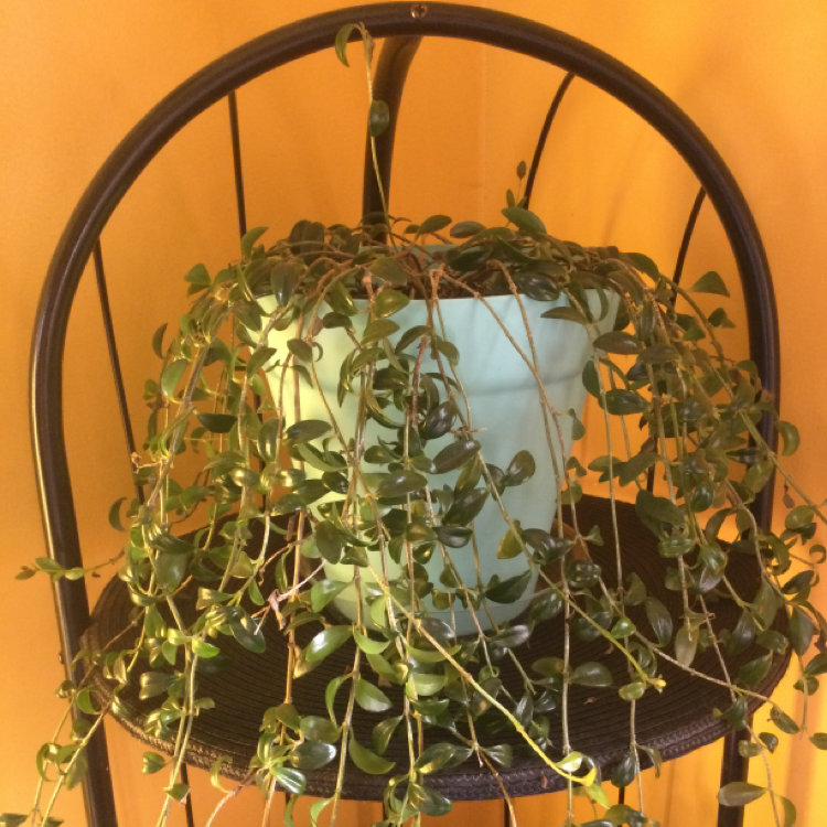 Healthy vining peperomia with glossy green heart-shaped leaves trailing from a hanging basket against a warm background.