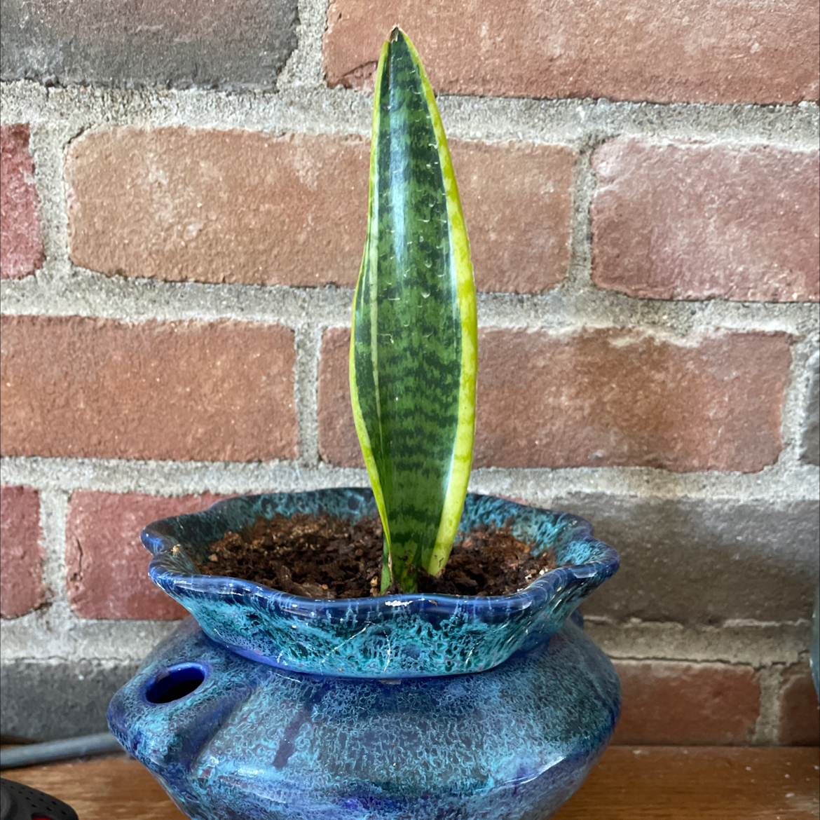 Snake Plant plant photo by Jennifer named Hiss on Greg, the plant care app.