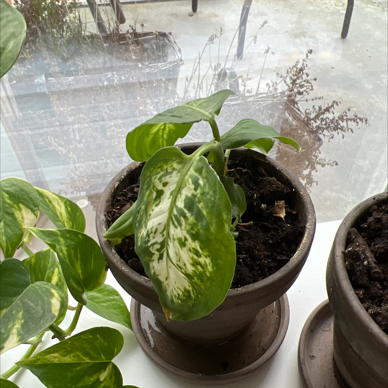 Dieffenbachia 'Compacta' plant in a pot with variegated leaves, some yellowing and browning.