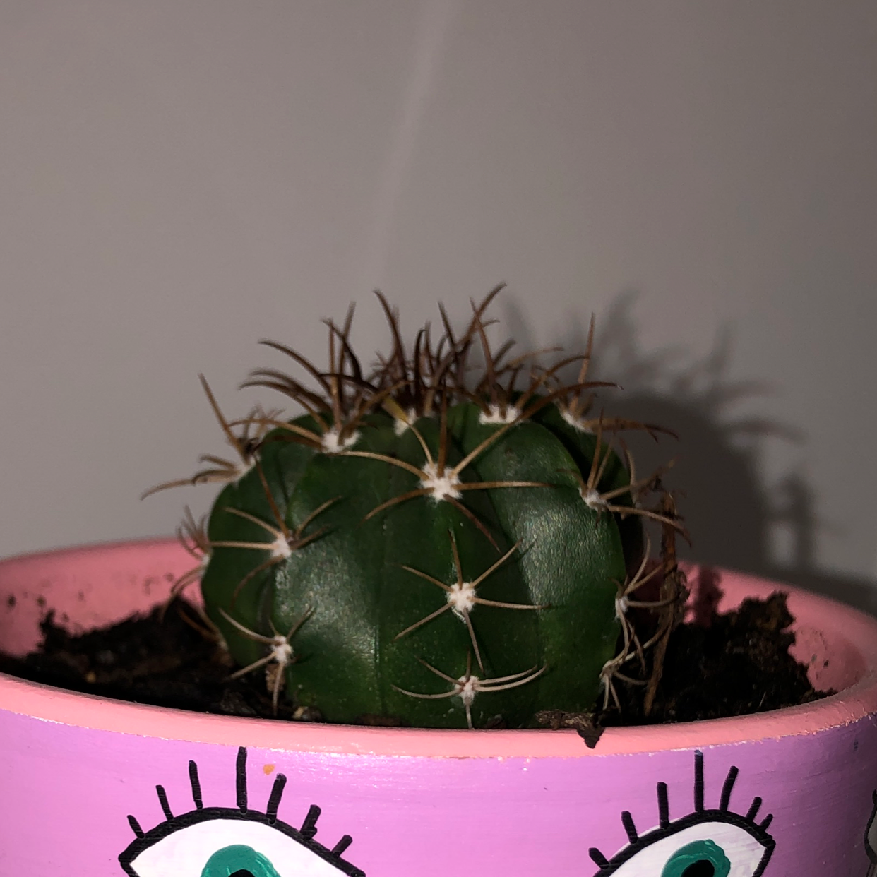 Blue Barrel Cactus in a decorative pot with visible soil.
