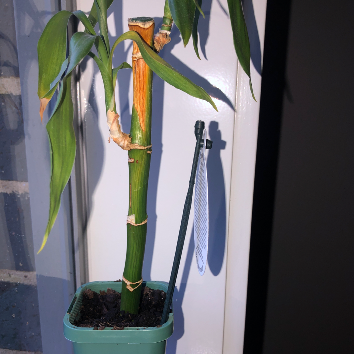 Lucky Bamboo plant photo by Isabel named bobby on Greg, the plant care app.