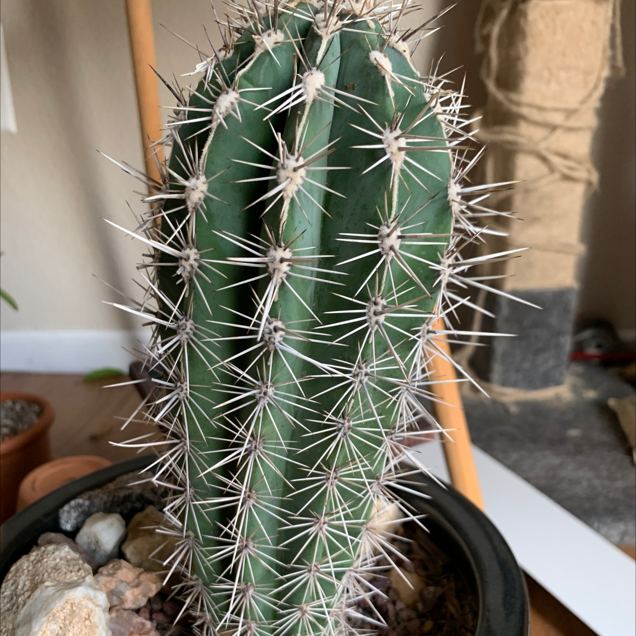 Healthy Saguaro cactus with prominent spines in a pot, soil visible.