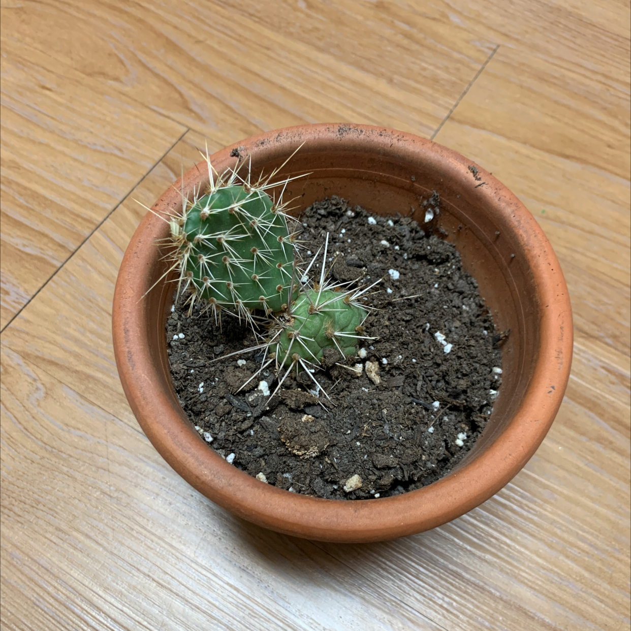 Photo of the plant species Brittle Prickly Pear by @lazychristopher named Orwell on Greg, the plant care app