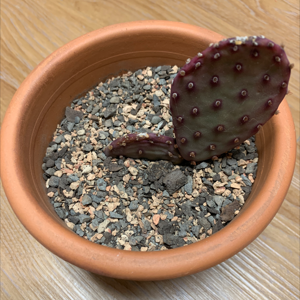 Barbary Fig plant in a terracotta pot with rocky soil, showing two purple pads with small spines.