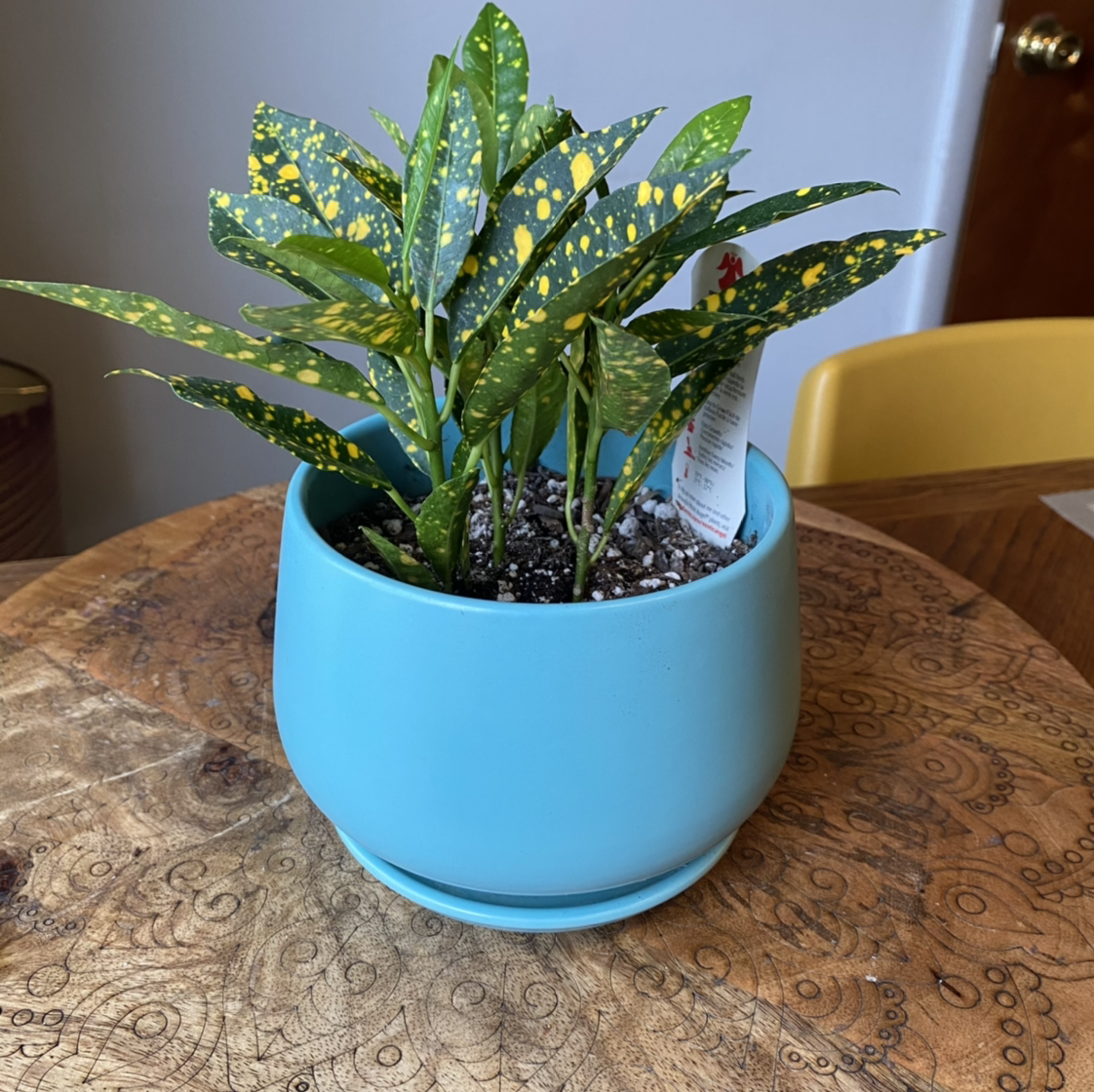 Healthy Gold Dust Dracaena plant with vibrant green leaves covered in yellow spots, potted in a light blue ceramic planter.
