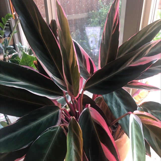 Photo of the plant species Triostar Stromanthe by Teryn named Kuj on Greg, the plant care app