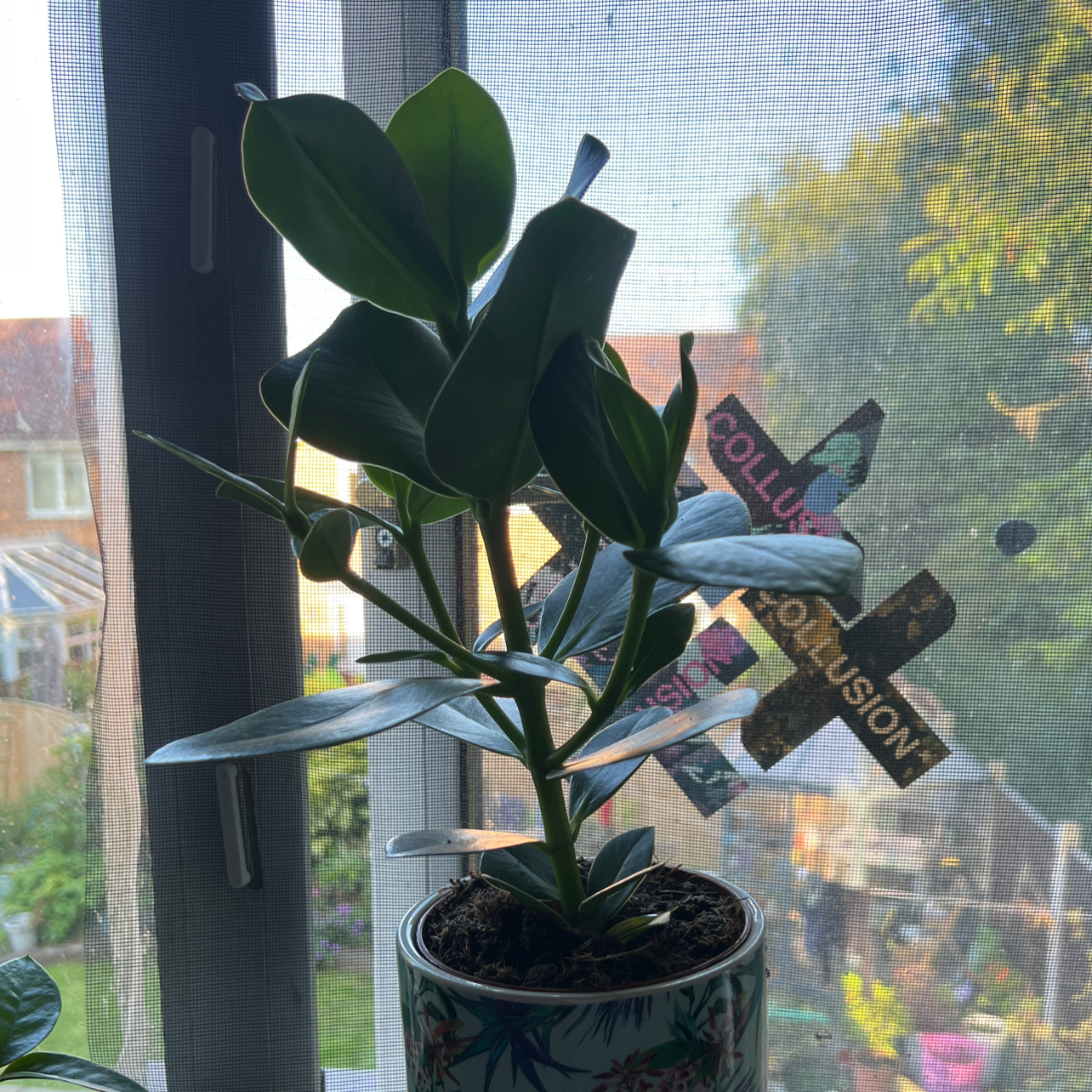 Photo of the plant species Rosea by @algo named Linda on Greg, the plant care app