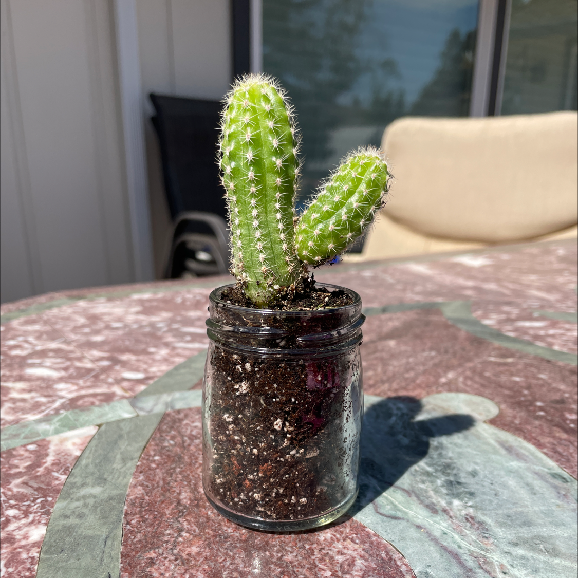 Photo of the plant species Mexican Giant Cactus by @OakShakes named Aaaaaron on Greg, the plant care app